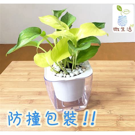 淨化廁所植物|【廁所這樣擺花，讓你呼吸好空氣！】 